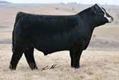 2 Consignor: Willie Morris Cattle Company Here s a moderately designed bull with outstanding muscle shape and a tremendous amount of eye appeal.