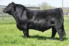 Study her picture here, and you ll see why we chose her. B468 is sired by HTP SVF Duracell, the stouter full brother to In Dew Time.