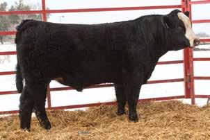4.7 2.8 61.7 93.5 1.3 24.8 55.7 10.5 29.7-0.45 0.25-0.083 1.01 100.4 67.2 If you re looking for a purebred baldy, here he is! Sired by Upgrade who needs no introduction.