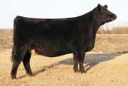 C15 s full sister was the 2013 high selling open heifer in THE ONE Sale in Denver.