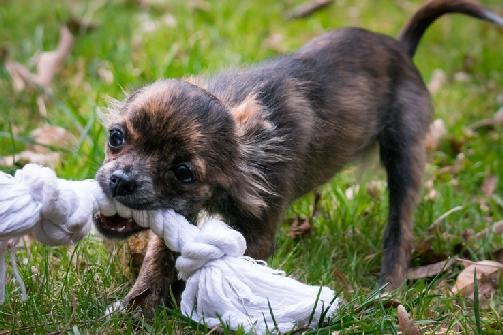 Small puppies, like chihuahuas, will need more frequent breaks than big dogs. Your house training schedule is the most important tool in house training a dog in seven days.
