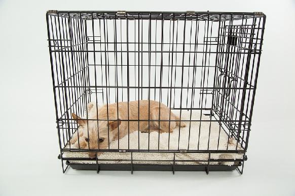 Using Confinement to House Train a Dog in Seven Days Aside from a schedule, confinement is the second most important component of successfully house training a dog in seven days.