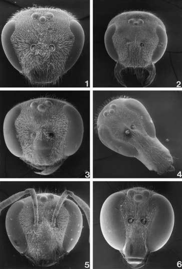 2000 ENGEL: BEE TRIBE AUGOCHLORINI 11 Figs. 1 6. Heads of Augochlorini, frontal aspect. 1. Thectochlora alaris (Vachal), female. 2. Rhinocorynura briseis (Smith), female. 3.