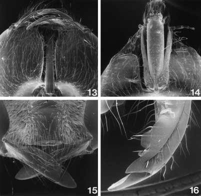 2000 ENGEL: BEE TRIBE AUGOCHLORINI 13 Figs. 13 16. Female mouthparts. 13. Labiomaxillary complex and hypostomal fossa of Megommation (Megaloptina) ogilviei (Cockerell), ventral aspect. 14.
