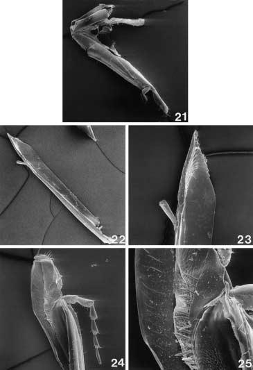 2000 ENGEL: BEE TRIBE AUGOCHLORINI 15 Figs. 21 25. Labiomaxillary complex structures of Augochlorini. 21. Maxilla in profile Corynura (Corynura) chilensis (Spinola).