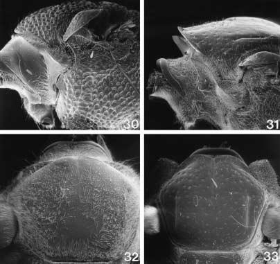 2000 ENGEL: BEE TRIBE AUGOCHLORINI 17 Figs. 30 33. Mesosomae of female Augochlorini. 30. Temnosoma metallicum Smith, profile. 31. Rhinocorynura briseis (Smith), profile. 32.