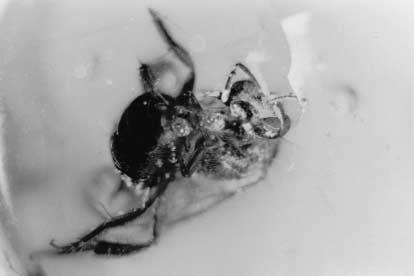 2000 ENGEL: BEE TRIBE AUGOCHLORINI 83 Fig. 82. Photomicrograph of holotype female of Oligochlora (Soliapis) rozeni, new subgenus and new species, in Dominican amber (photograph by author).