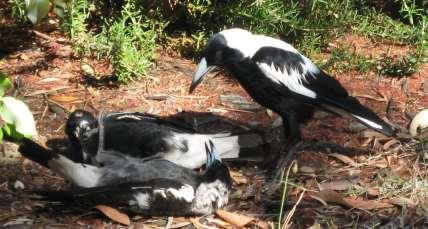 I noticed, I continued, that your chicks still chirp like chicks even when they are as big as adults. I often see the mother magpies feeding their chicks and the chicks look as big as they are.