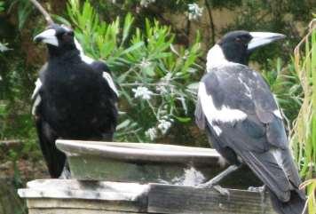 That s not everything, he continued. Some magpies can t keep a secret and some are greedy.