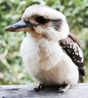 The tree looked down on them and frowned. The kookaburra who had been watching thought: This is not going to turn out well.