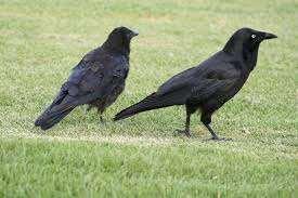 Some crows realised the mistake that had been made. They got together and decided. We must keep that tree safe and protect the magic root.