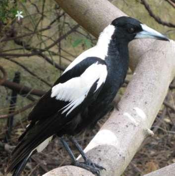 I m scared that one day I might get hurt. I m so sacred, said Wheatie. You don t need to worry, said Magpie. If you get a cut, it will heal especially if you keep it clean and don t have an infection.