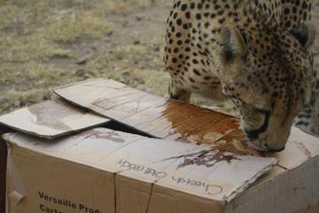 We have made use of cardboard boxes where we placed the lids over their food. Some of our cheetahs showed a lot of insight by immediately removing the lid to get to the food.