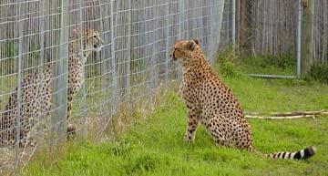 Olfactory Moving Cheetahs Between Enclosures Cheetahs can be moved into a foreign or lesser-known enclosure.