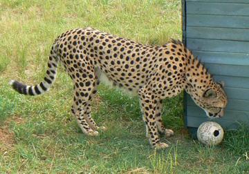 Plastic Bottles Plastic bottles are a big favourite among cheetahs and have the