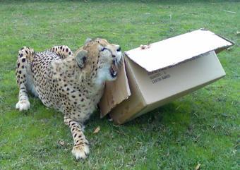 Cats approach cardboard animals warily, sniff, carry around in their mouths