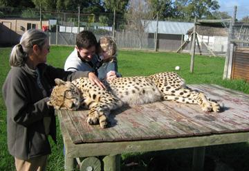 Traveling to venues away from the facility provides a lot of mental stimulation, with opportunities for the cheetah