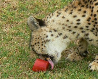 No more than 2 or 3 bloodsicles per month should be given. Raw Eggs Some of our cheetahs enjoy raw eggs.