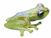 Amphibians in crisis Durrell can make a difference Amphibians are the most threatened vertebrate group in the world with over 40% of all known species believed to be threatened with extinction.