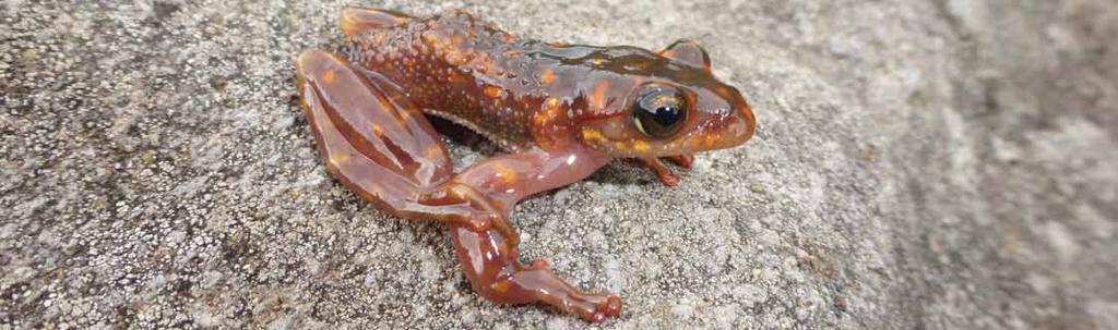 The catastrophic decline and extinction of amphibians is on a scale quite unlike anything we have ever witnessed before Simon Stuart, 2006, Head IUCN Species Survival Commission It would be hard to
