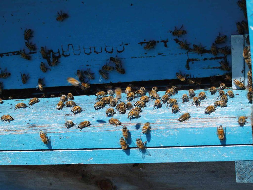 THE INCREDIBLE WORLD OF BEES In a hive in spring there are around 50-80,000 bees and they are organised in the following manner: 1 queen bee a few thousand drones tens of thousands of worker