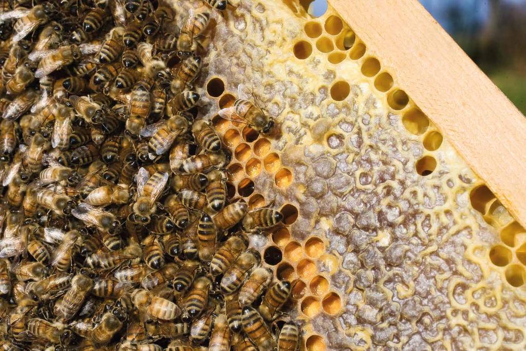 WORKER BEES A forager bee brings and average of 40 mg of nectar into the hive, but can carry up to 70 mg which corresponds to 85% of its body weight.