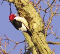 Woodpeckers Order Piciformes Family Picidae Seven species of woodpeckers are considered Pennsylvania residents.