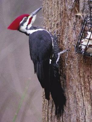 Think Woody Woodpecker. The only woodpecker of comparable size is the rare, and probably extinct Ivorybill Woodpecker. Pileated s are up to 17 inches in length with large wingspans of 27 inches.