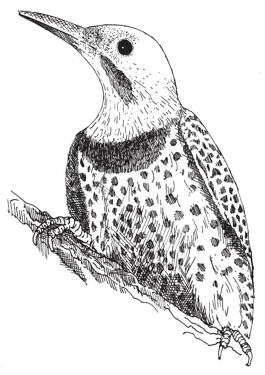 Like other woodpeckers, flickers love the berries of poison ivy helping to spread the plants. They prefer open woodlands, orchards, and yards.