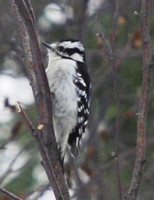 A Simple Review of Woodpeckers Ever wonder why a woodpecker makes so much noise when they drum on wood or the aluminum siding of your house? They are trying to establish their territory.
