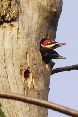 Once they have their territory they will drill into trees to create a nesting cavity.