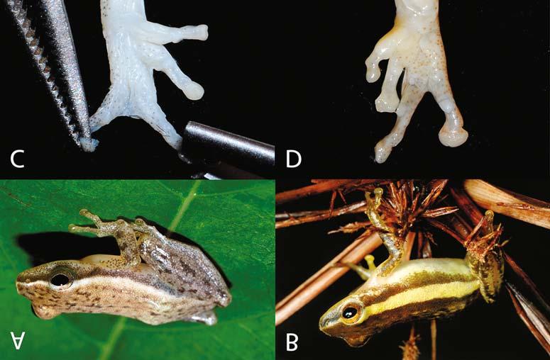 A New Species of Chiromantis (Anura: Rhacophoridae) from Peninsular Malaysia 257 and adjoining proximal phalanx and between penultimate and terminal phalanx well developed; skin of ventral surface of