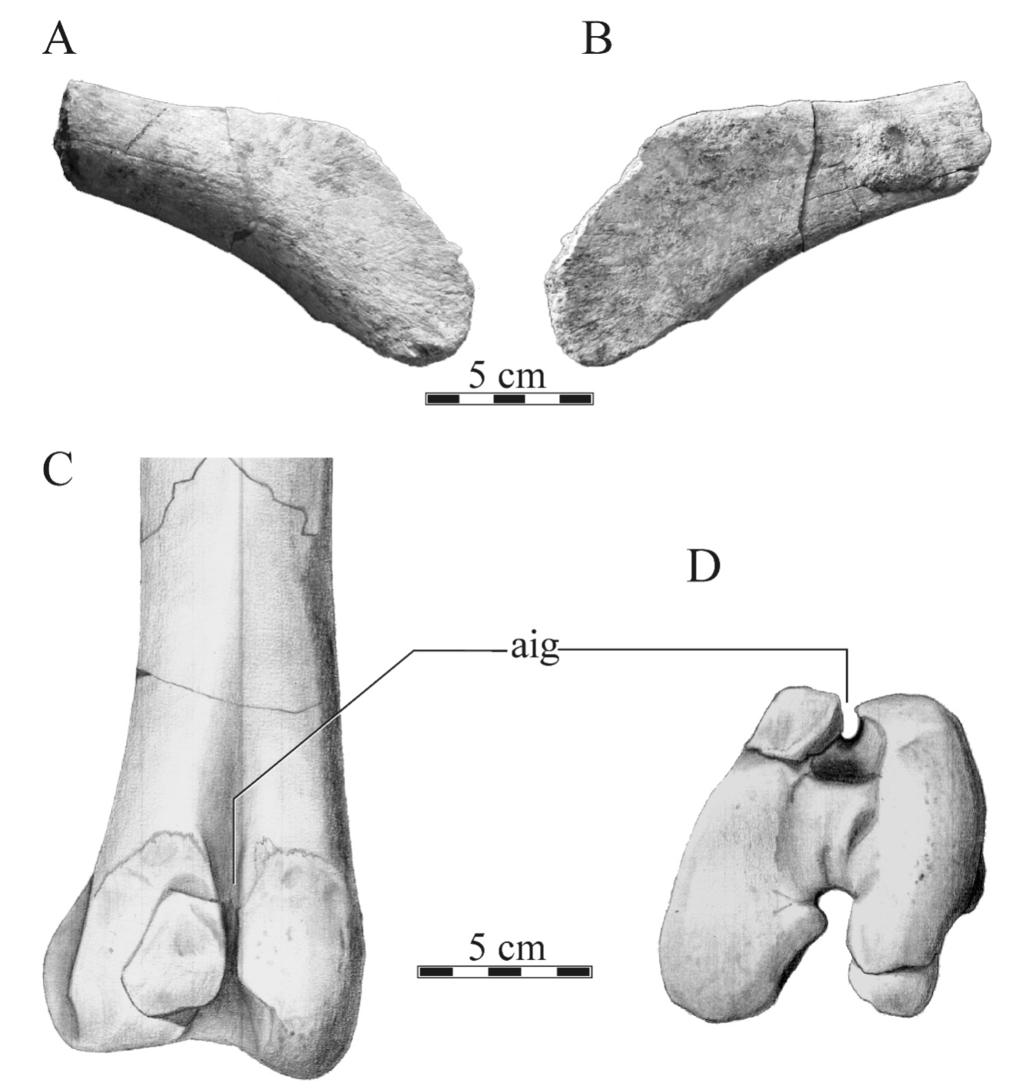 Juárez Valieri et al.: A new hadrosauroid from Patagonia 227 Fig. 9. Willinakaqe salitralensis gen. et sp. nov. Right prepubic process of specimen MPCA-Pv SM 41 in A) lateral and B) medial views.