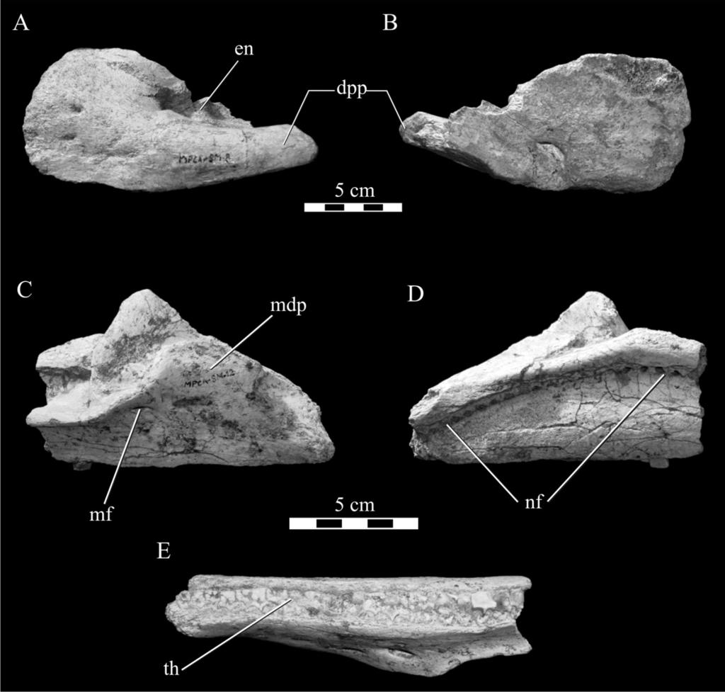 Juárez Valieri et al.: A new hadrosauroid from Patagonia 221 Fig. 3. Willinakaqe salitralensis gen. et sp. nov., cranial bones.
