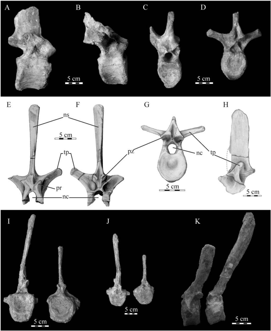 Juárez Valieri et al.: A new hadrosauroid from Patagonia 223 Fig. 5. Willinakaqe salitralensis gen. et sp. nov.; vertebrae.