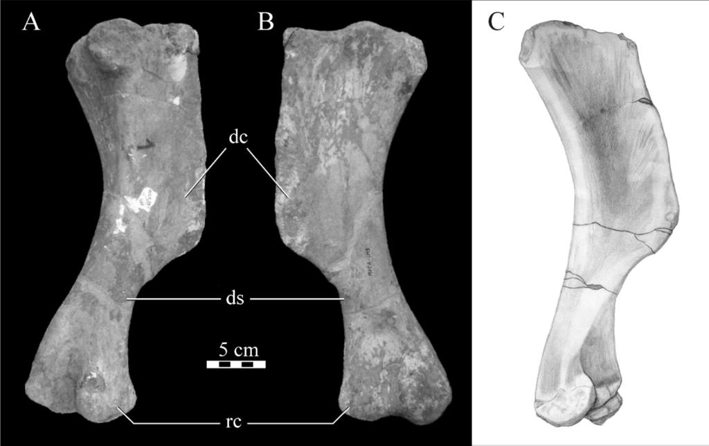 Juárez Valieri et al.: A new hadrosauroid from Patagonia 225 Fig. 7. Willinakaqe salitralensis gen. et sp. nov. Right humerus of specimen MPCA-Pv SM 33 in A) caudolateral and B) craniomedial views.