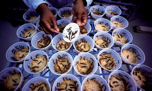 The insect farming is a project that respects the environment, and is supported by