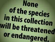 None of the species in this collection will be threatened or  A spider weaves its