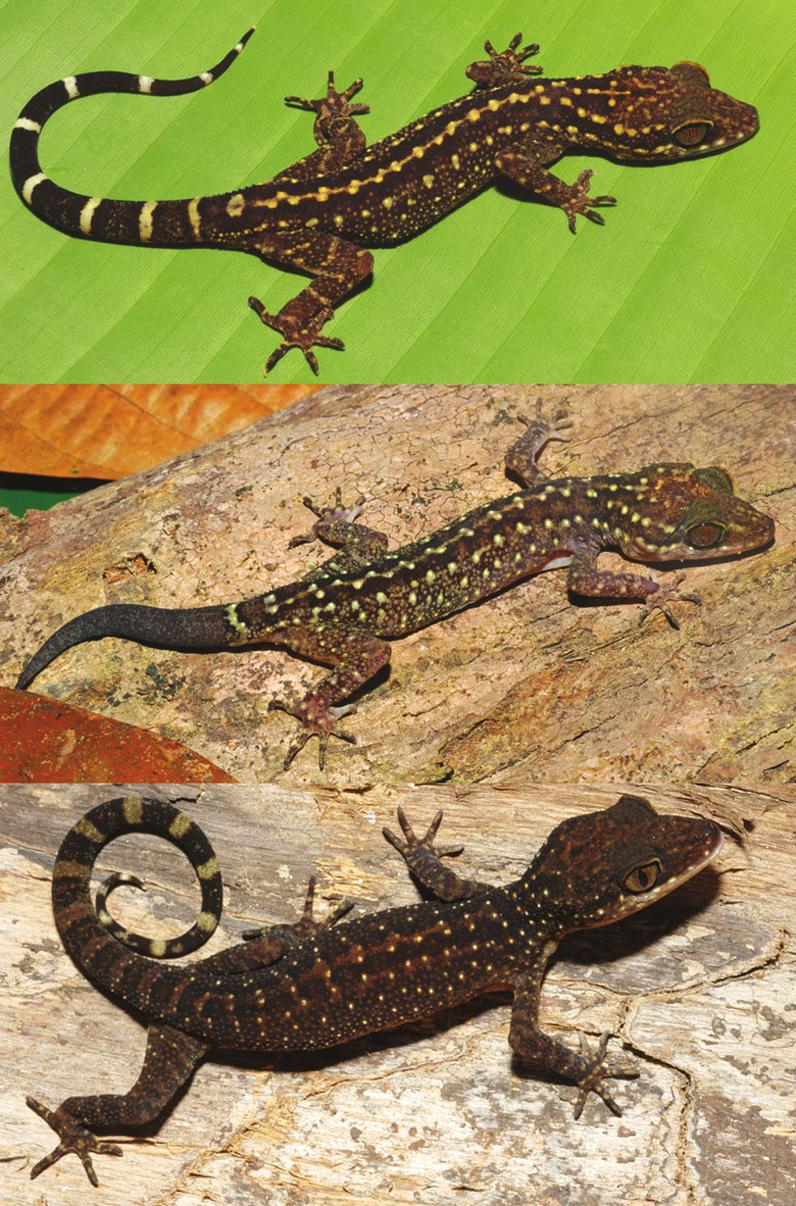 Middle: light colour phase of a non-gravid adult female C. sworderi (LSUHC 7685) with a regenerated tail from Sungai Kawal, Peta region, Endau-Rompin, Johor. Lower: Dark colour phase of an adult C.