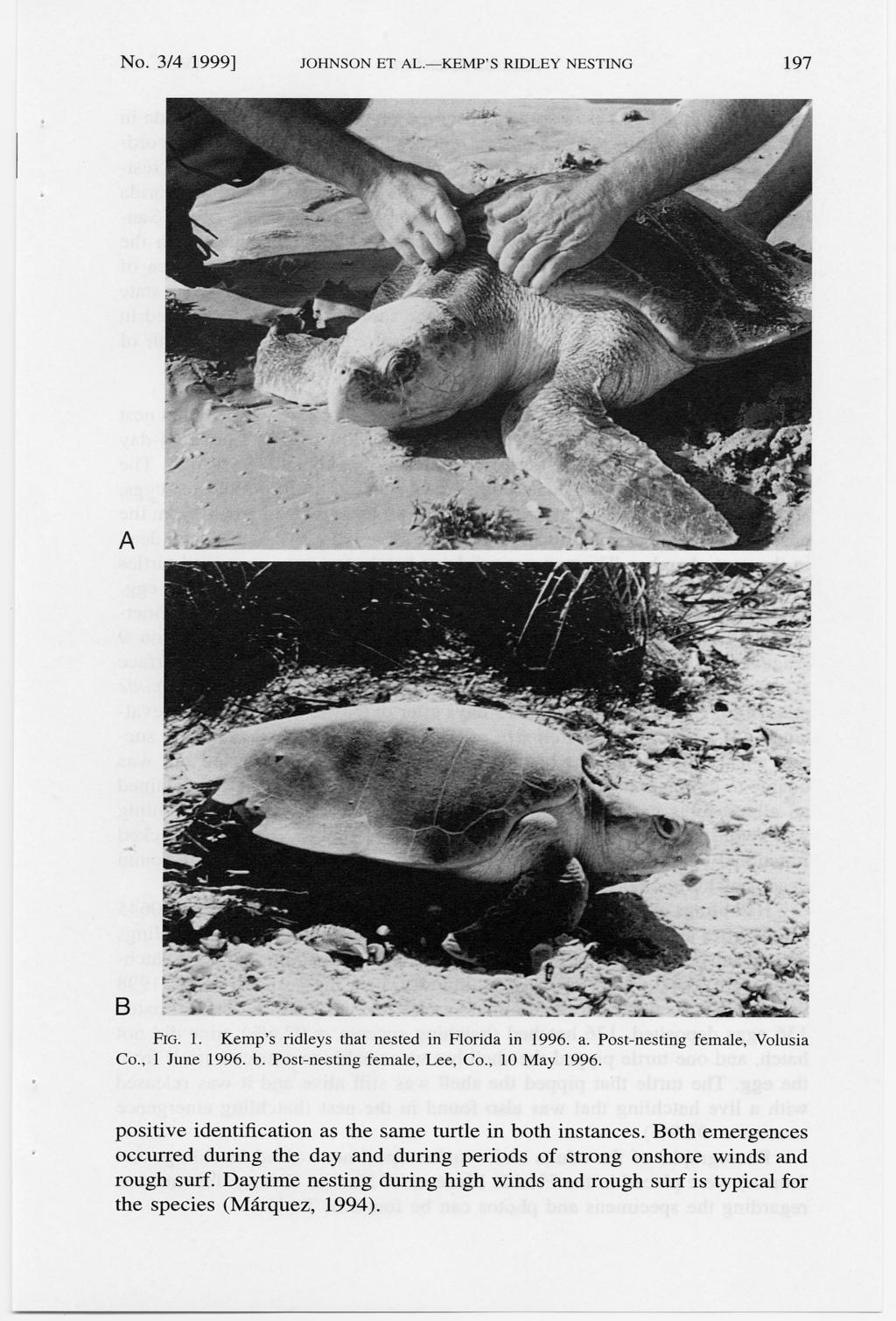 No. 3/4 1999] JOHNSON ET AL.-KEMP'S RIDLEY NESTING 197 A Co., 1 June 1996. b. Post-nesting female, Lee, Co., 10 May 1996. positive identification as the same turtle in both instances.