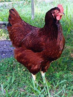 Their feathers are reddish rust with the rooster having darker tail feathers.
