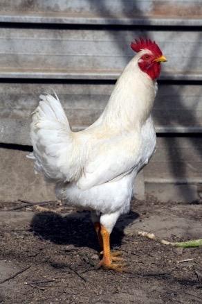 The roosters and hens have a gray and white pattern but, the rooster is a little