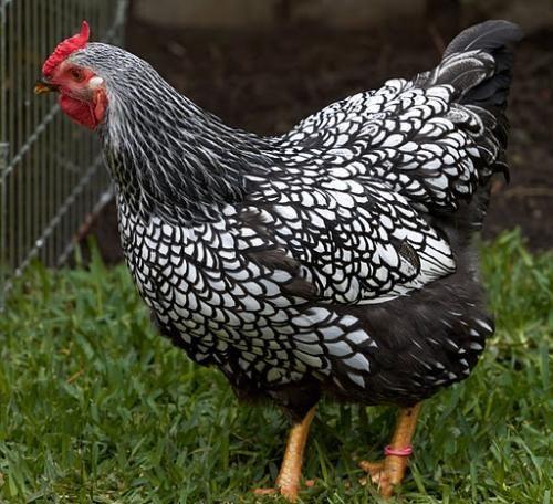 WyandoCe This hybrid breed is one of today's top egg layers in the