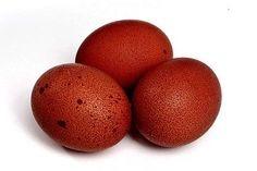 30 The Black Copper Maran lay the darkest colored eggs of any chicken breed.