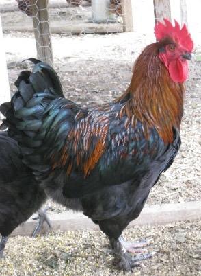 They are a graceful and attractive breed. Egg production 150+ eggs per year.