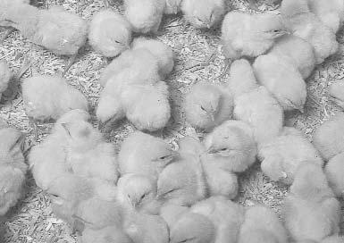 BROILER HATCHING EGGS Broiler Hatching Egg Highlights 2003 2002 2001 2000 1999 Number of Producers 291 299 300 300 299 Farm Cash Receipts ($000 000) 205.7 206.5 205.2 195.4 183.