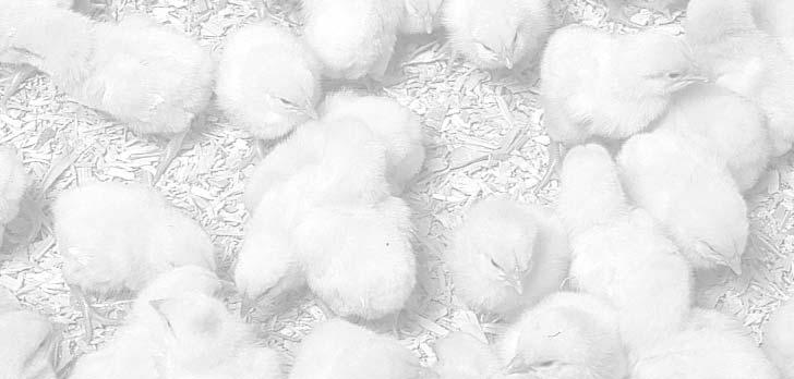 Broiler Hatching Egg Production 1993-2003 700 (000 000 eggs) 650 600 550 500 450 1993 1995 1997 1999 2001 2003 Source : CBHEMA and