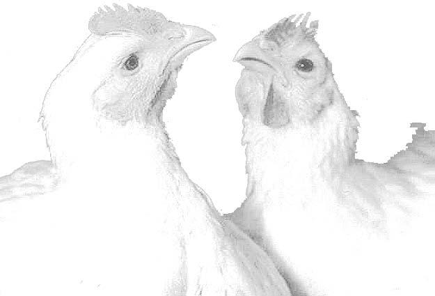 Chicken Production 1993-2003 1000 (000 000 kg) 900 800 700 600 500 1993 1995 1997 1999 2001 2003 Since 1993, chicken production