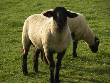 SHEEP 1. OWNERSHIP: Market sheep must be owned and in possession of the exhibitor 60 days prior to first day of fair. Proof of ownership must be presented at pre-fair check-in & at official weigh in.