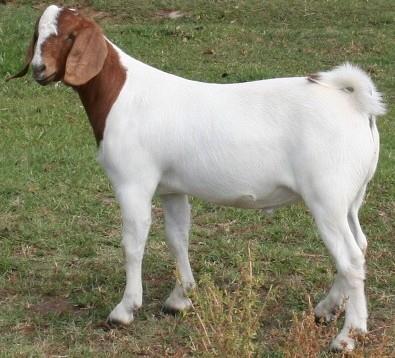 Goat(s) horns MUST be less than 1 (one inch). 5. Market goats must be slick shorn with no more than 3/8 of hair growth anywhere except below knees, hocks, and tail switch before official weigh in. 6.